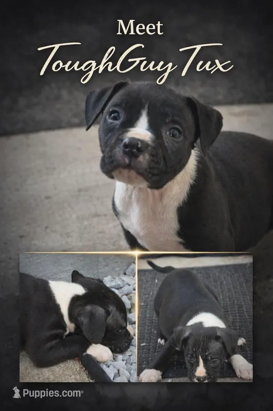 ToughGuy Tix – American Bully puppy for sale in Hartford, CT