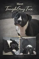 ToughGuy Tix, a male American Bully for sale in Hartford, CT – 1 of 1