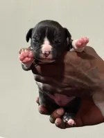 Chanel, a female American Bully for sale in Hartford, CT – Photo 4 of 4