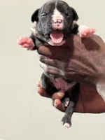 Chanel, a female American Bully for sale in Hartford, CT – Photo 3 of 4