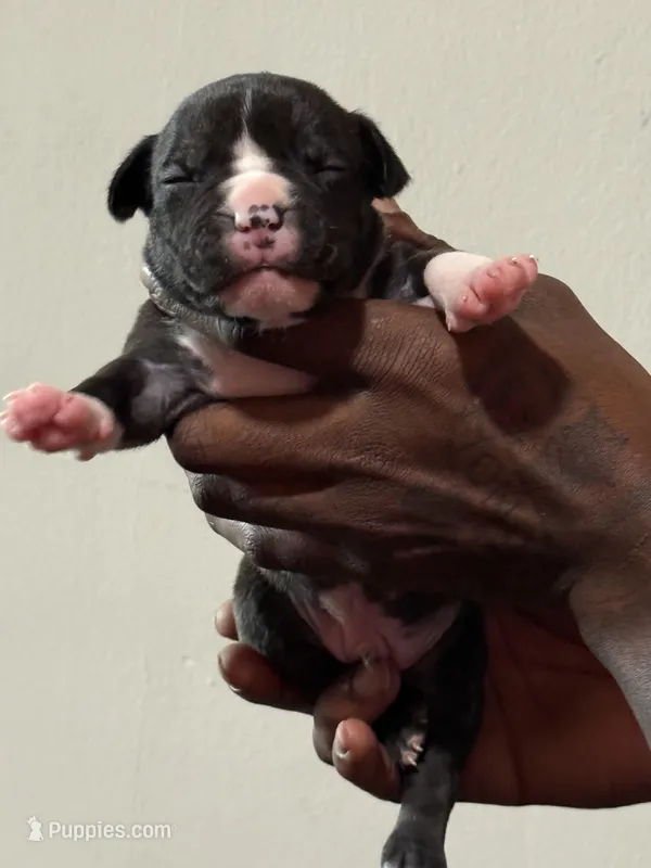 Chanel – American Bully puppy for sale in Hartford, CT