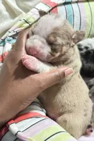 Ashley Olsen , a female American Bully for sale in New Britain, CT – 2 of 3