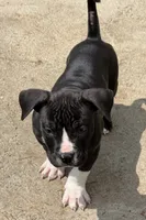 Tough Guy Tux, a male American Bully for sale in New Britain, CT – 2 of 4