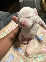 Boy, a male American Bully for sale in Hartford, CT – Photo 1 of 2