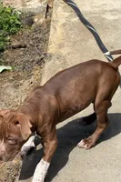 nala, a female American Bully for sale in New Britain, CT – 2 of 2