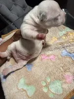 Boy, a male American Bully for sale in Hartford, CT – Photo 2 of 3