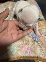 Boy, a male American Bully for sale in Hartford, CT – Photo 1 of 3