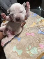 Boy, a male American Bully for sale in Hartford, CT – Photo 3 of 3