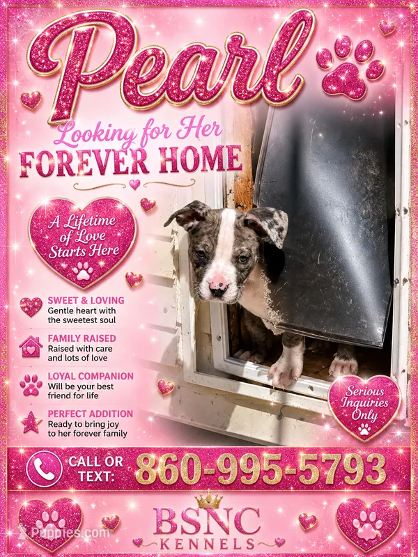 PEARL – American Bully puppy for sale in New Britain, CT