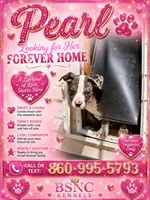 PEARL, a female American Bully for sale in New Britain, CT – 1 of 2