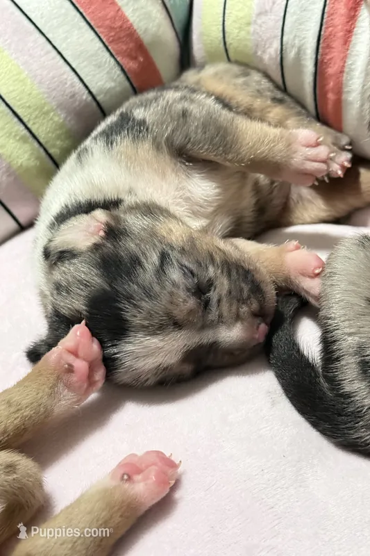 Halle Berry  – American Bully puppy for sale in New Britain, CT