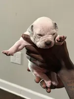 Zues, a male American Bully for sale in Hartford, CT – Photo 3 of 4