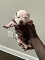 Zues, a male American Bully for sale in Hartford, CT – Photo 2 of 4