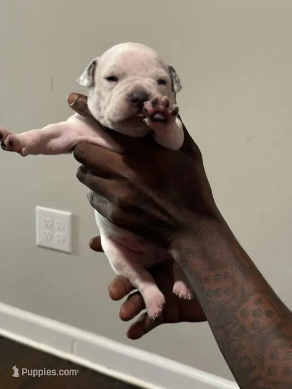 Zues – American Bully puppy for sale in Hartford, CT