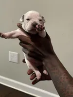 Zues, a male American Bully for sale in Hartford, CT – Photo 1 of 4