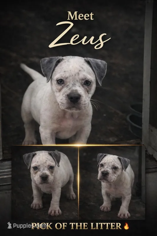 Zues – American Bully puppy for sale in Hartford, CT