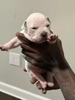 Zues, a male American Bully for sale in Hartford, CT – Photo 4 of 4