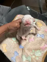 Girl, a female American Bully for sale in Hartford, CT – Photo 1 of 2