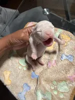 Girl, a female American Bully for sale in Hartford, CT – Photo 2 of 2