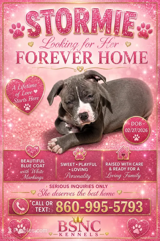 Stormie – American Bully puppy for sale in New Britain, CT