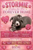 Stormie, a female American Bully for sale in New Britain, CT – 1 of 2