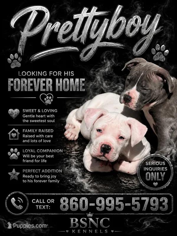 Pretty Boy  – American Bully puppy for sale in New Britain, CT