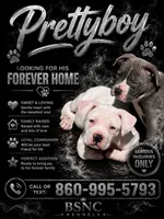 Pretty Boy , a male American Bully for sale in New Britain, CT – 1 of 2