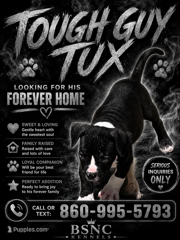 Tough Guy Tux – American Bully puppy for sale in New Britain, CT