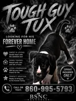 Tough Guy Tux, a male American Bully for sale in New Britain, CT – 1 of 4