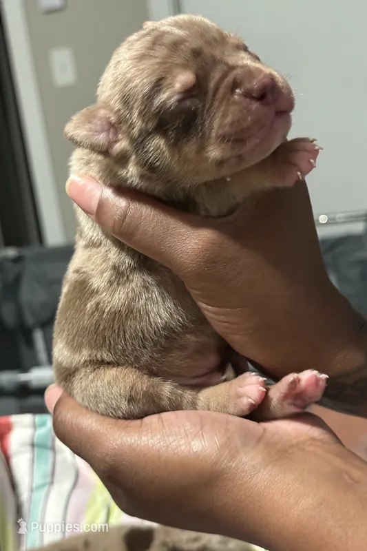 Louie V  – American Bully puppy for sale in New Britain, CT