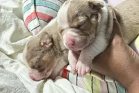 Mary Kate Olsen , a male American Bully for sale in New Britain, CT – 4 of 4