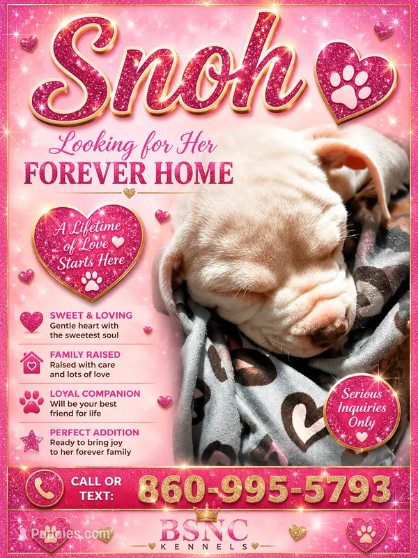 Snoh – American Bully puppy for sale in New Britain, CT