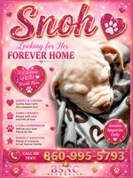 Snoh, a female American Bully for sale in New Britain, CT – 1 of 2
