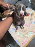 Girl, a female American Bully for sale in Hartford, CT – Photo 1 of 2