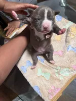 Girl, a female American Bully for sale in Hartford, CT – Photo 2 of 2