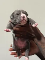 Stormie, a female American Bully for sale in Hartford, CT – Photo 2 of 2