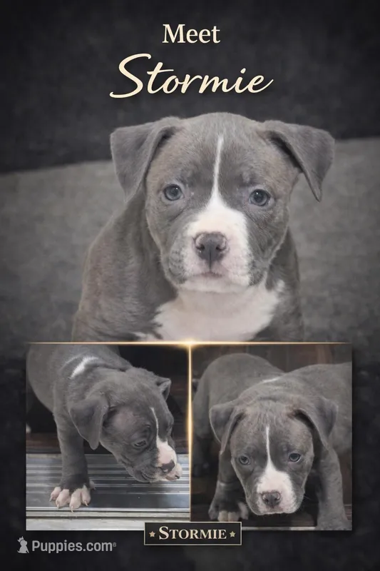 Stormie – American Bully puppy for sale in Hartford, CT