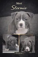 Stormie, a female American Bully for sale in Hartford, CT – 1 of 1