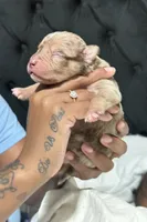 Louie V , a male American Bully for sale in New Britain, CT – 2 of 3