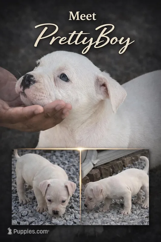 Pretty Boy – American Bully puppy for sale in Hartford, CT