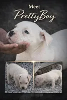 Pretty Boy, a male American Bully for sale in Hartford, CT – 1 of 1