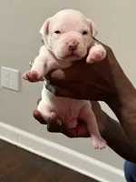 Ghost, a male American Bully for sale in Hartford, CT – Photo 3 of 3