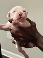 Ghost, a male American Bully for sale in Hartford, CT – Photo 1 of 3