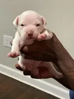 Ghost, a male American Bully for sale in Hartford, CT – Photo 2 of 3