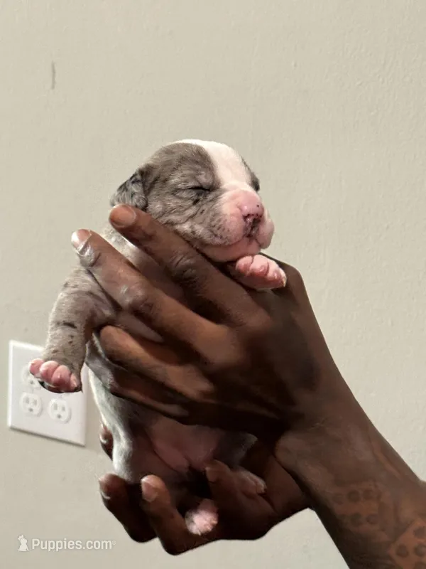 Shimmer – American Bully puppy for sale in Hartford, CT