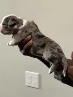 Shimmer, a female American Bully for sale in Hartford, CT – Photo 2 of 4