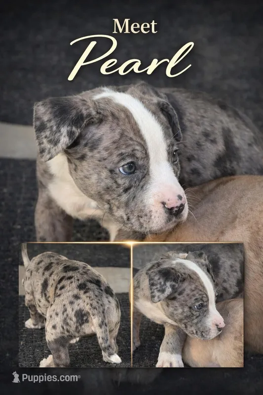 Pearl – American Bully puppy for sale in Hartford, CT