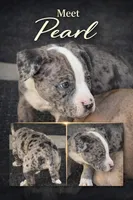 Pearl, a female American Bully for sale in Hartford, CT – 1 of 1