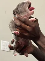 Shimmer, a female American Bully for sale in Hartford, CT – Photo 3 of 4