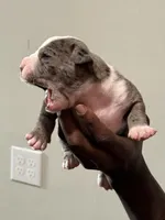 Shimmer, a female American Bully for sale in Hartford, CT – Photo 4 of 4